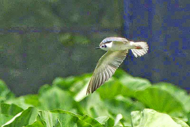 bird, tern, flying