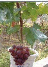 Tips Sukses Tanaman Anggur Dengan Pot Berbuah Leba