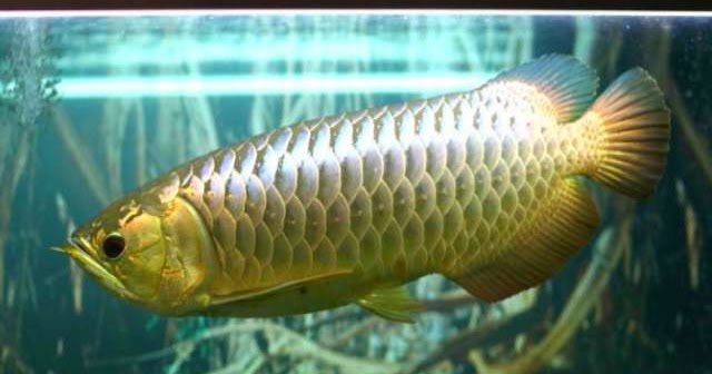 Cara Berburu Ikan Arwana di Alam Liar - budidaya ikan