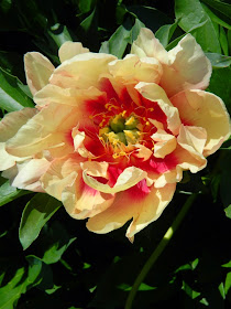 Paeonia Kopper Kettle Itoh Peony Toronto Botanical Garden by garden muses-not another Toronto gardening blog 
