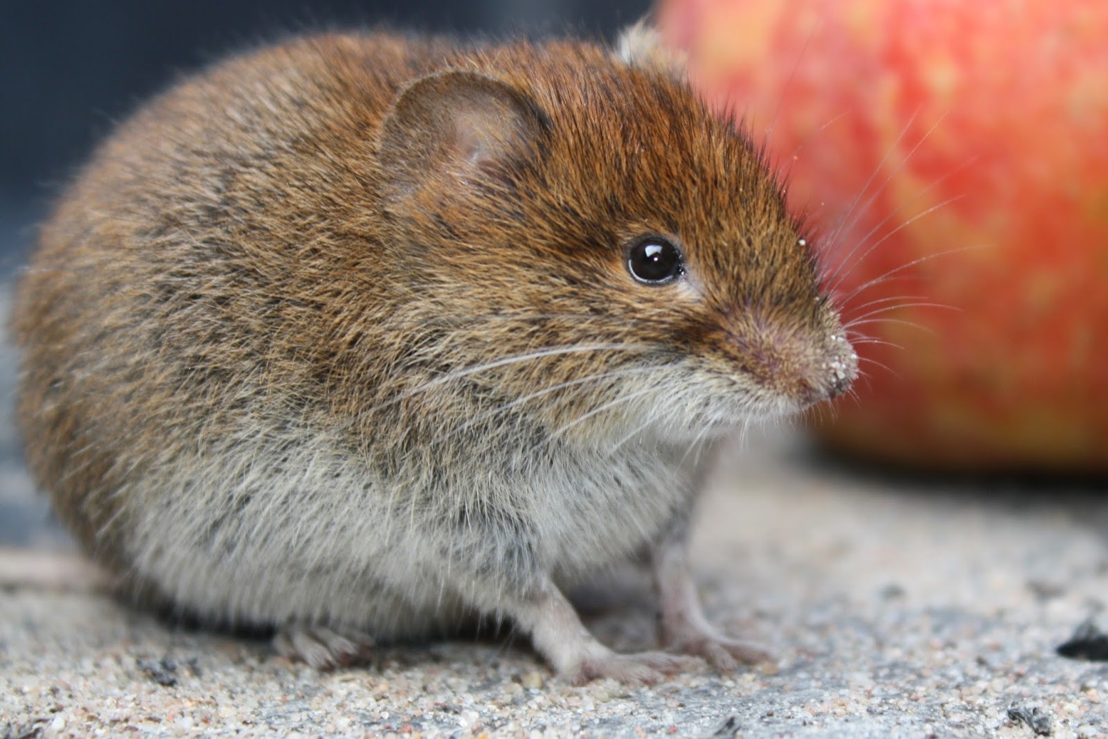 QueenofHearts Mäuschen