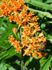 Asclepias tuberosa butterfly weed blooms by garden muses-not another Toronto gardening blog
