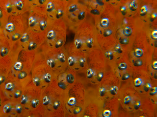 Clownfish Eggs