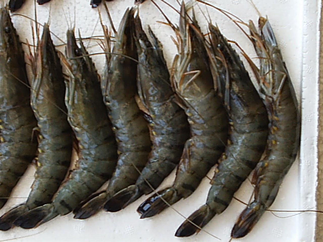 MACAM MACAM PRODUK PEMBUDIDAYAAN UDANG Prakarya MACAM MACAM PRODUK PEMBUDIDAYAAN UDANG Prakarya
