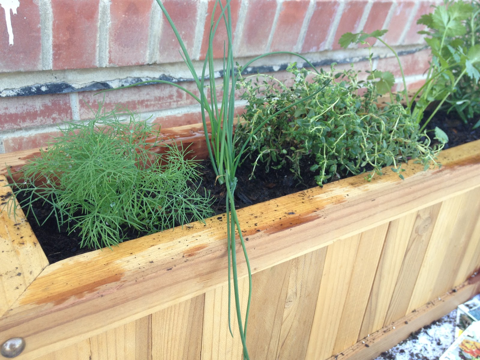 My Favorite Things: Apartment Herb Garden!
