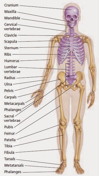 Sistem Gerak Pada Manusia Lengkap dengan Gambar - BRIGADE ...