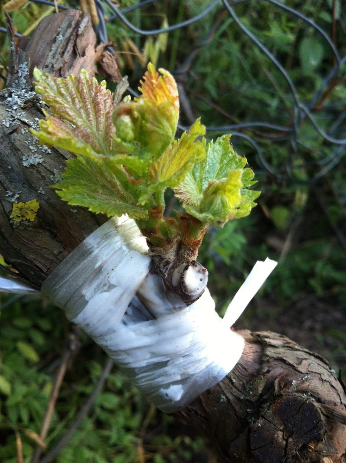 arici ali turk ve aricilik bilgileri