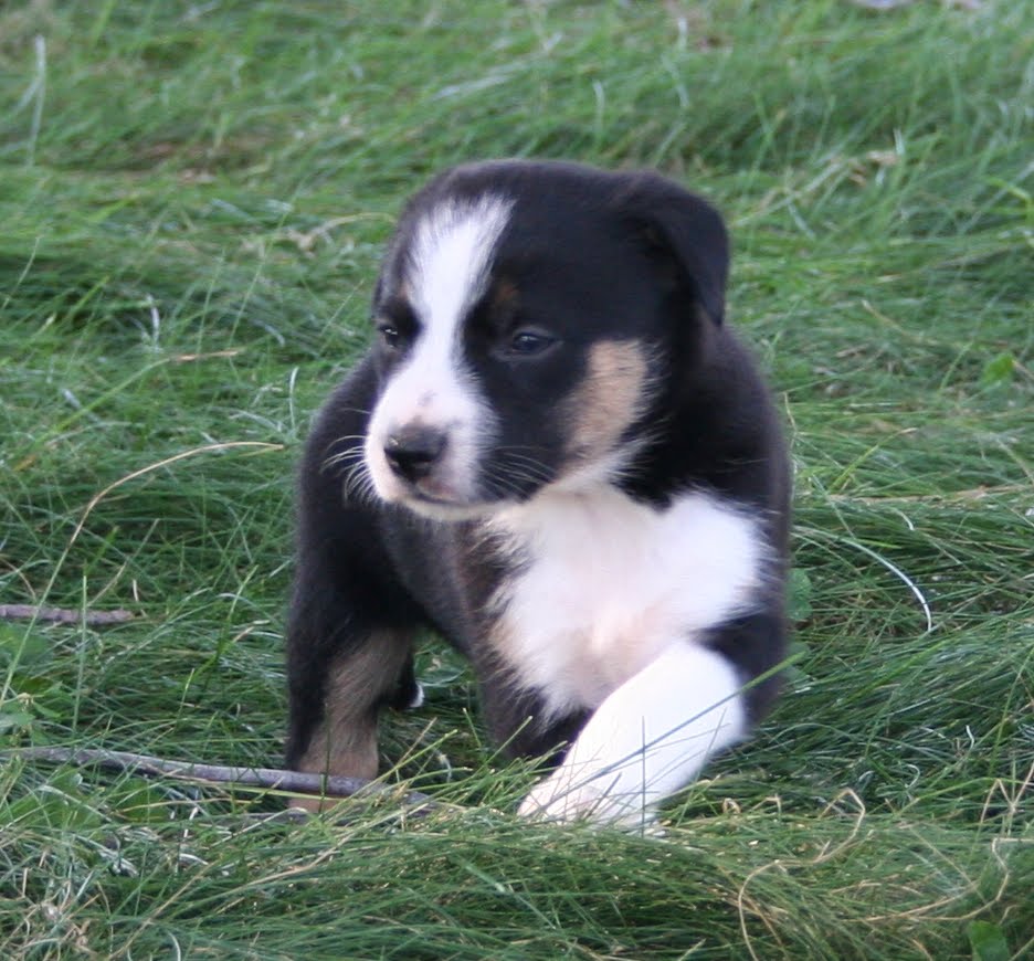 Leaning Tree Australian Cattle Dogs & Border Collies Tory x Ricky