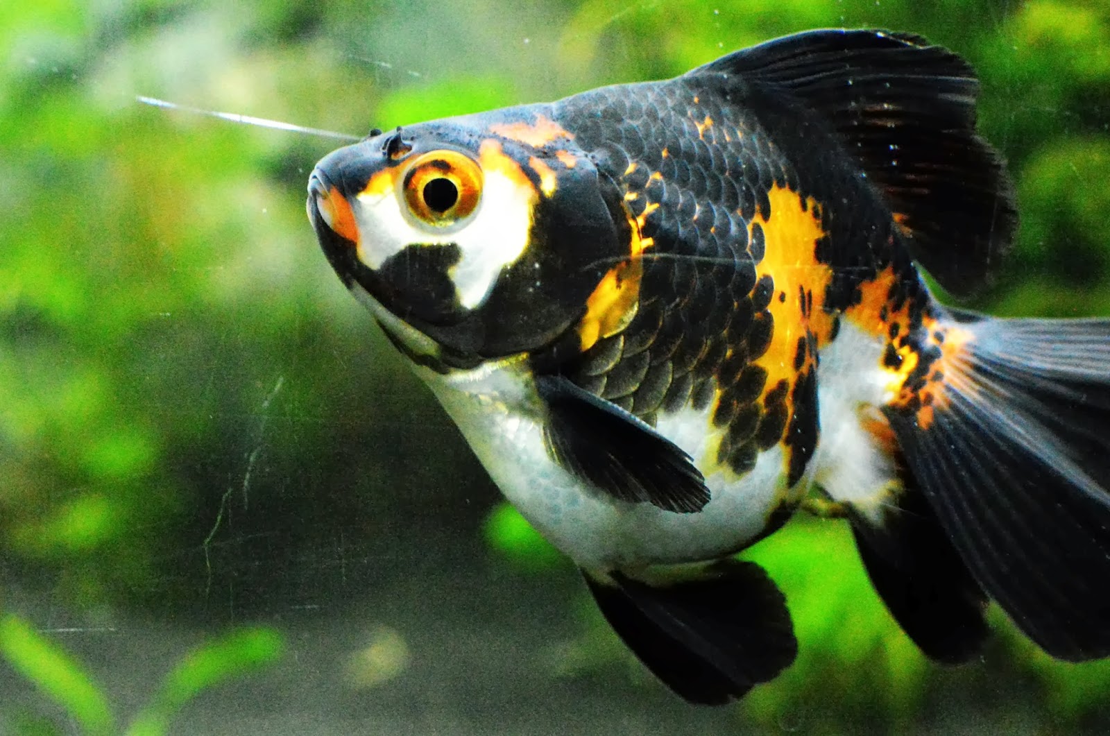 Misuzu's Fancy Goldfish Breeding stars