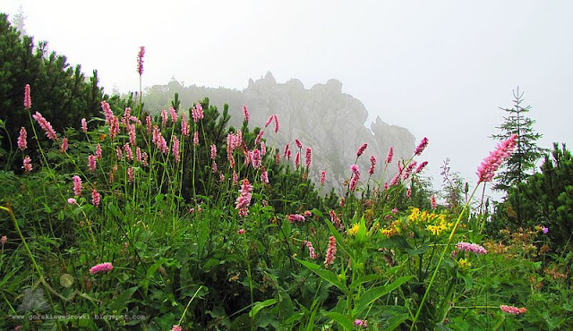 Rdest wężownik (Polygonum bistorta L.)