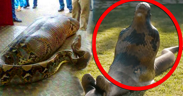 A Man Outrageously Swallowed by a Giant Snake! Unbelievable! | The