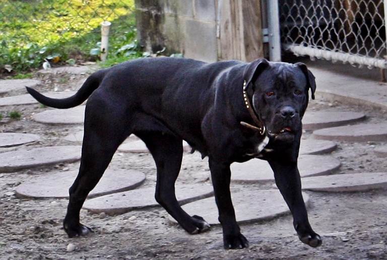 Top 10 Black Dogs Breeds LUV My dogs