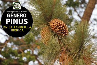 El género Pinus son arboles que pueden llegar a hasta 30 m. o más de altura con copa cónica y troncos derechos