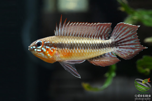 Apistogramma elizabethae / Rio Icana