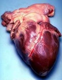 Gambar Jantung Manusia Asli