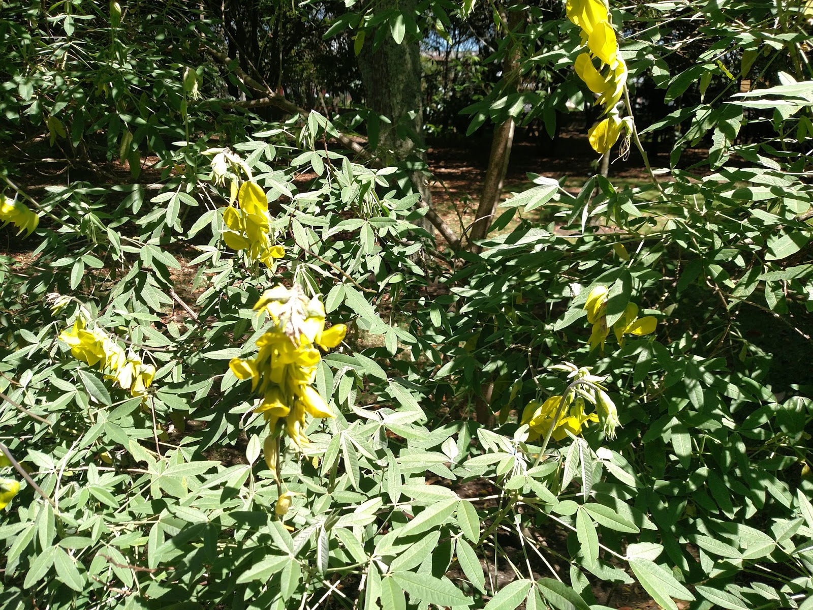 Growing Steady December 2013