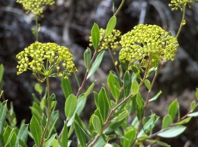 Nuevas especies para los proyectos de jardinería sostenible