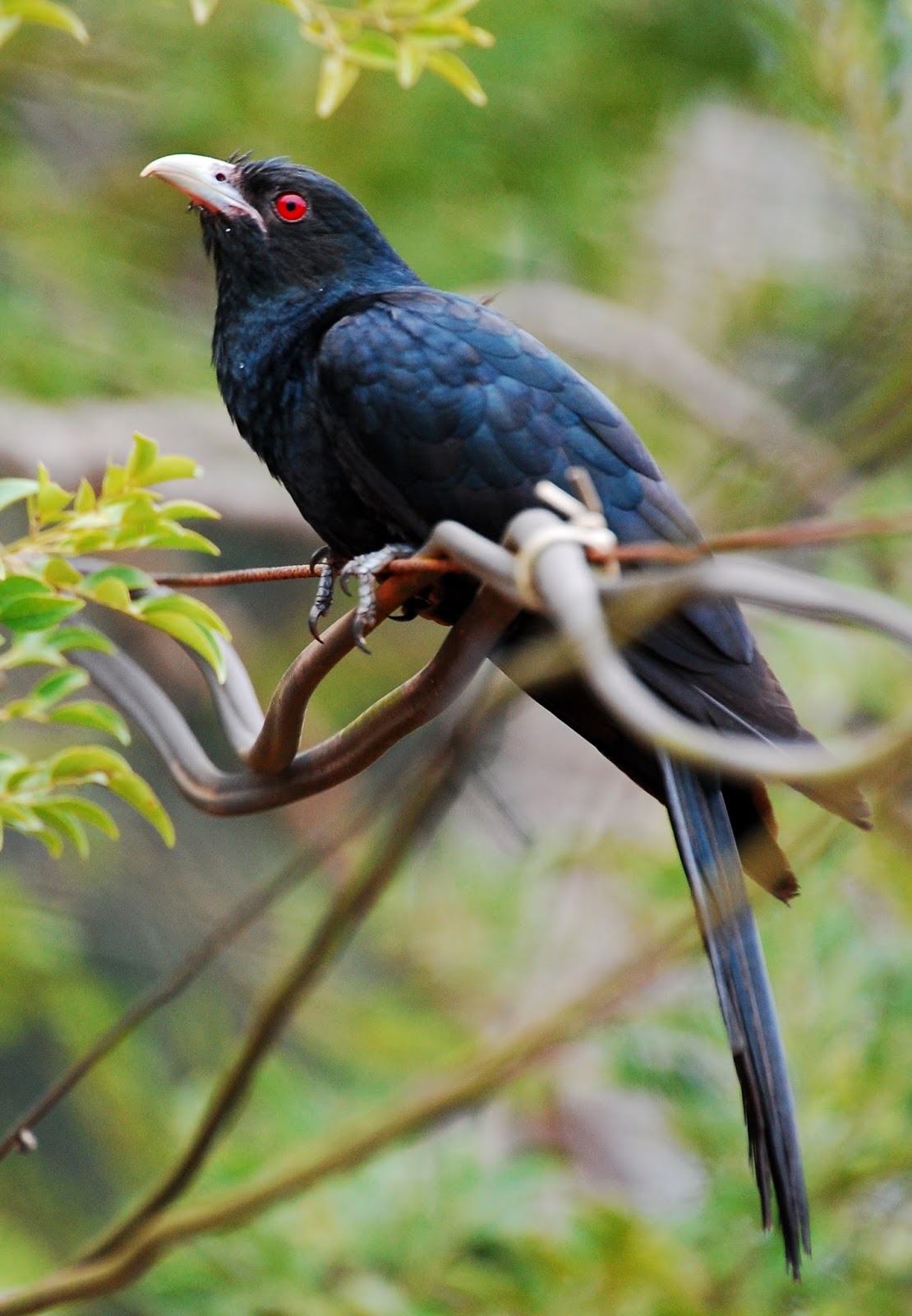 Leaflet Cuckoo On A Mango Tree