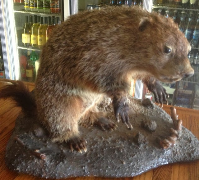 Postcards And Road Trips Unadilla Bill, Nebraska's Official Groundhog