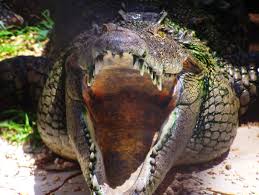 Cayman island alligator list