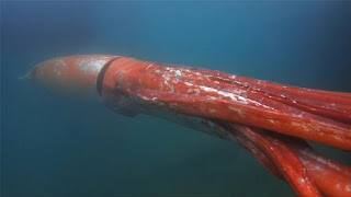 Architeuthis Dux Architeuthis Dux
