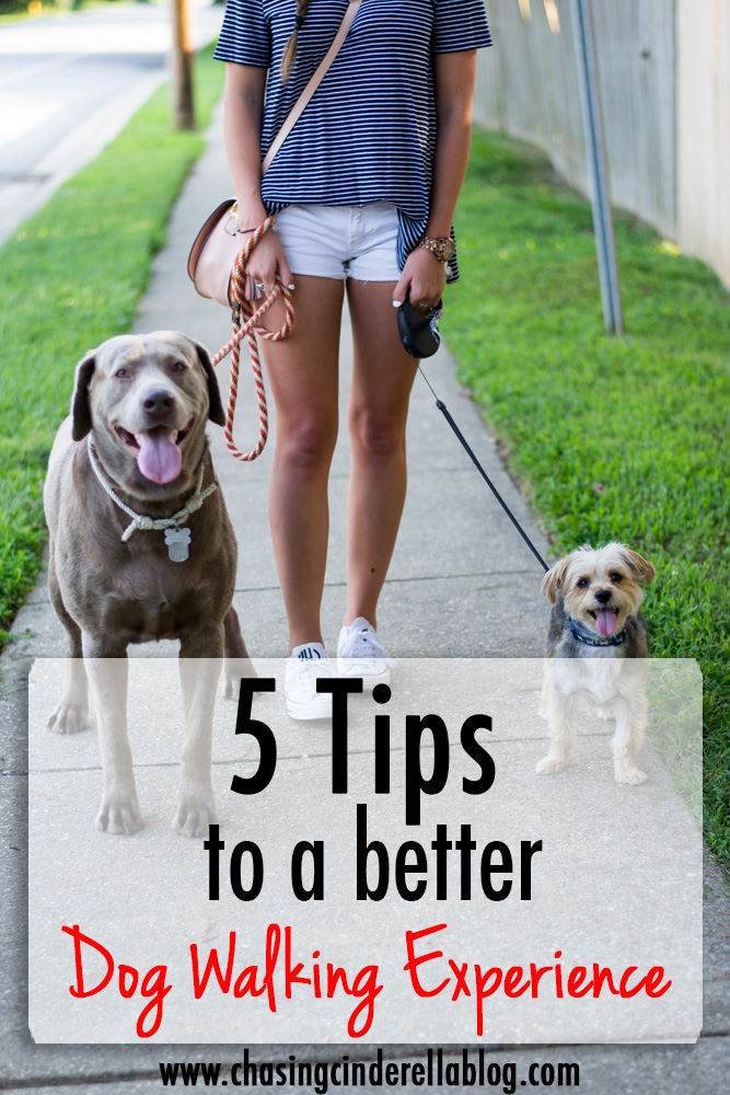 5 Tips To A Better Dog Walking Experience Chasing Cinderella