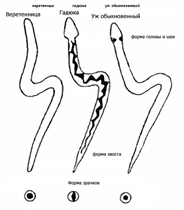 ядовитые и неядовитые змеи отличие. анатомия ядовитой змеи. габонская гадюка. голова гадюки. голова змеи вид сверху.