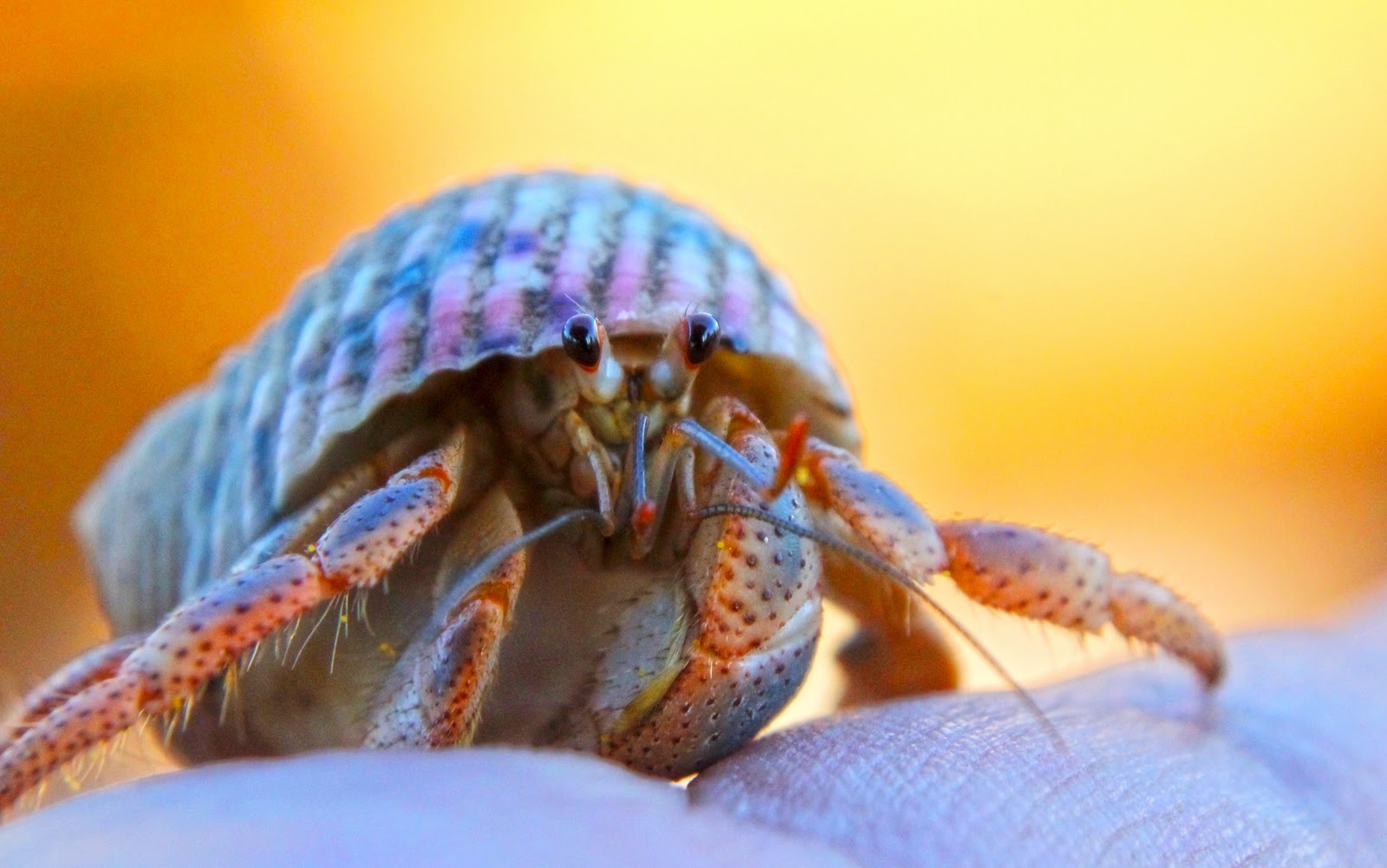 To All The Pets I've Loved Before... Hermit Crabs