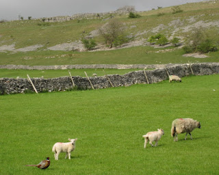 Pheasant in a field with lambs and sheep, Yorkshire Dales, England