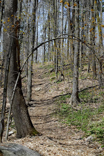 an upward sloping footpath in Scout Valley, Orillia