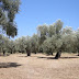 Rritet me 49% prodhimi ullirit në Shqipëri
