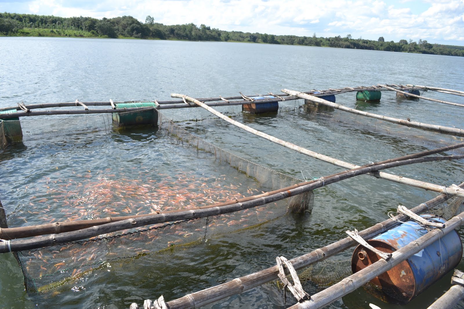 VIETNAM FISH FARM