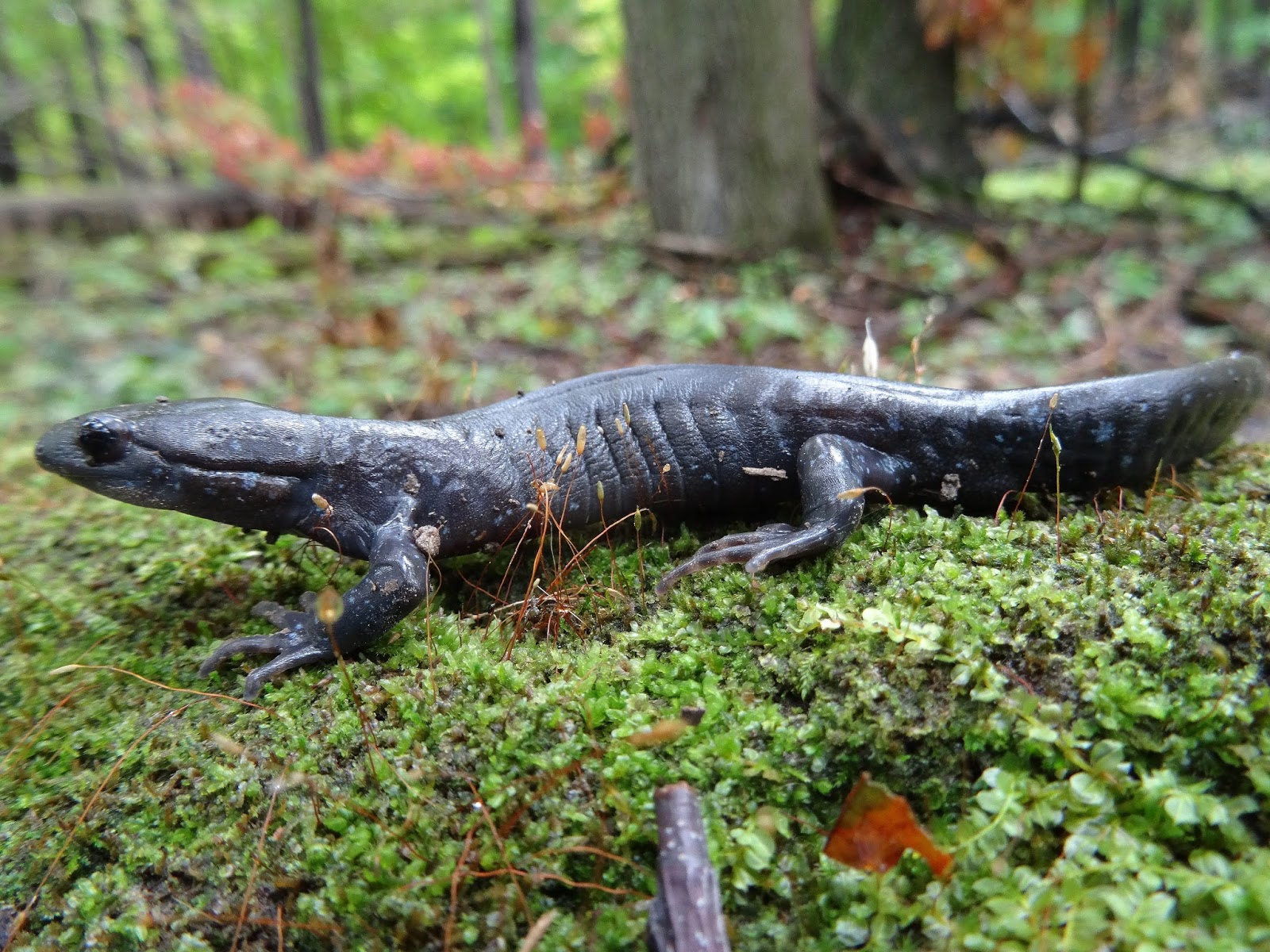Nathan's Nature Adventure Blog Spotted and Jefferson Salamanders!