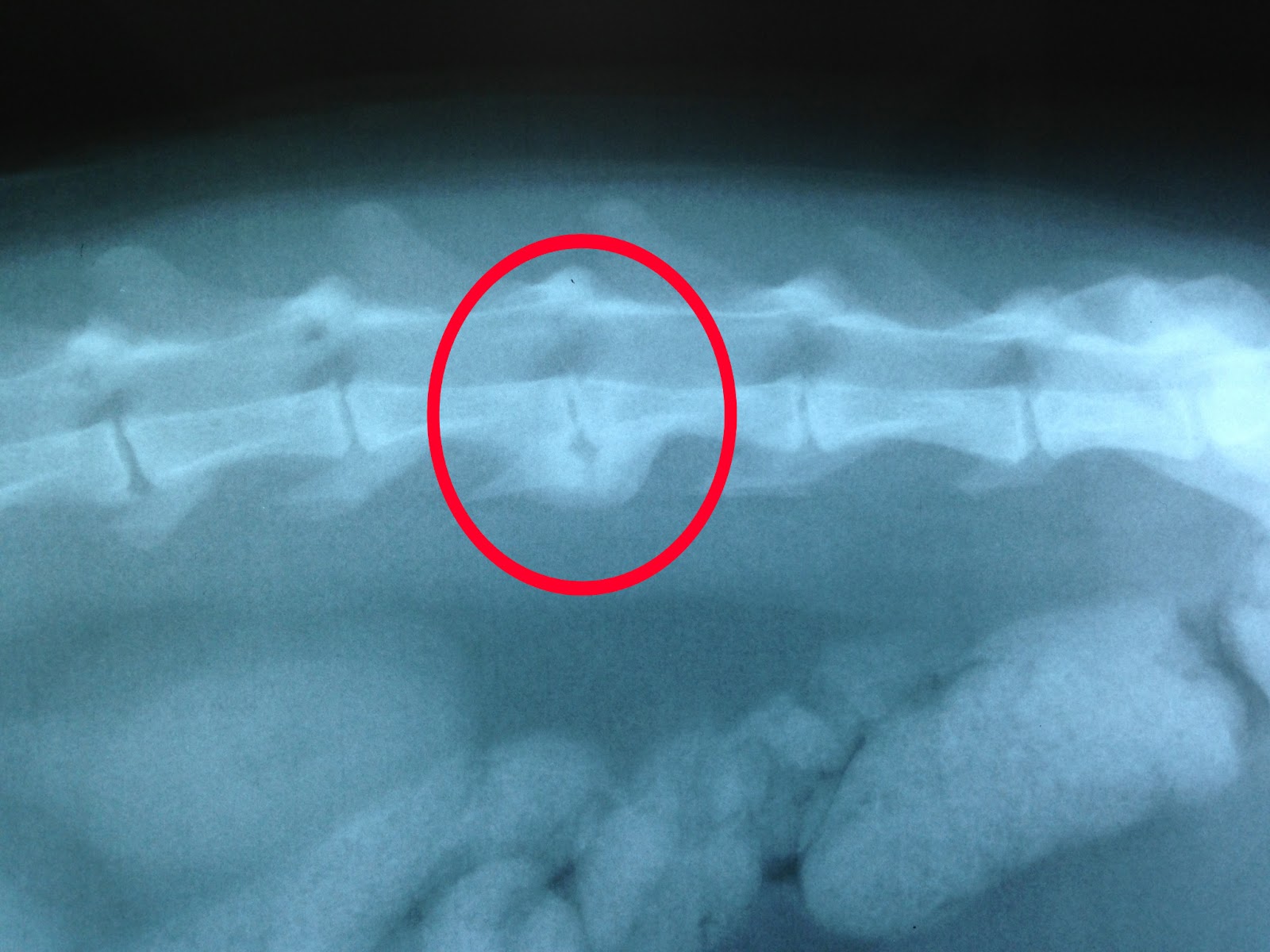 Спондилез у собак. Деформирующий спондилез грудного отдела позвоночника рентген. Спондилез у собак рентген. Деформирующий спондилез шейного отдела рентген.