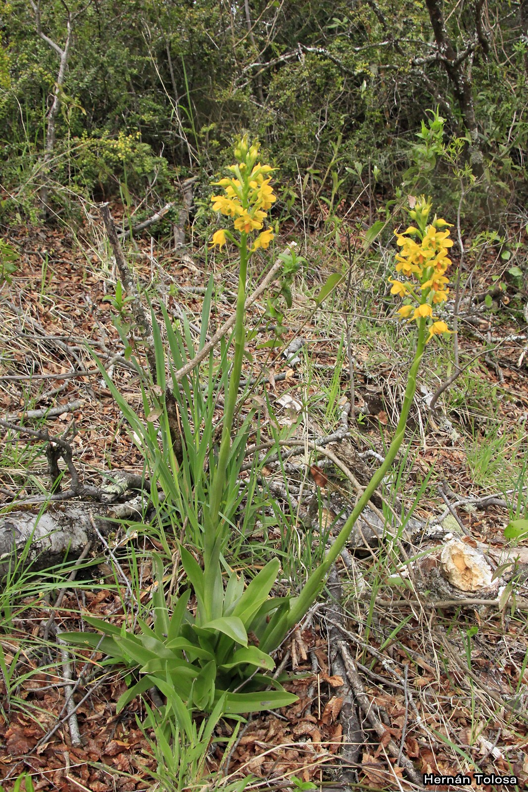 Patagonia (Gavilea odoratissima)