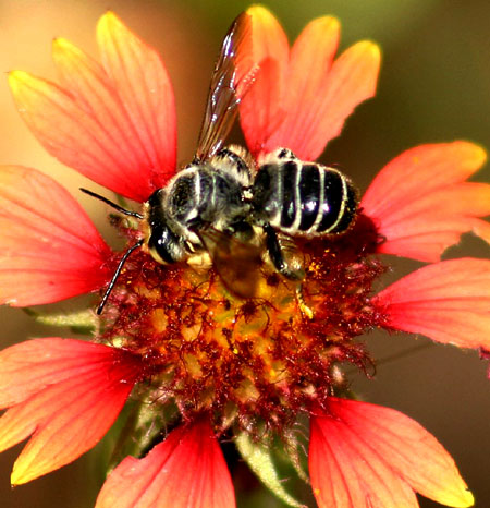 Florida Native Plant Society Blog: More Buzz About Bees