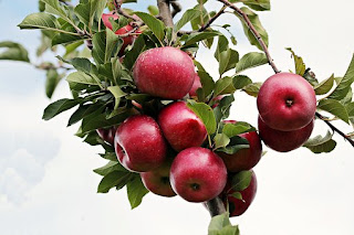 apples-www.healthnote25.com