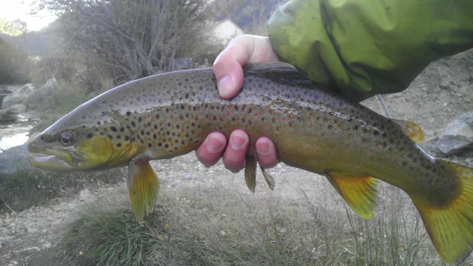 Colorado Fly Fishing 10/09/12 Clear Creek at