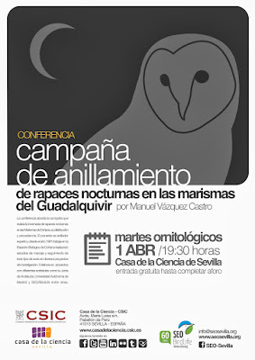 Campaña de anillamiento de rapaces nocturnas en las marismas del Guadalquivir.  Por Manuel Vázquez Castro (EBD). Grupo local SEO-Sevilla