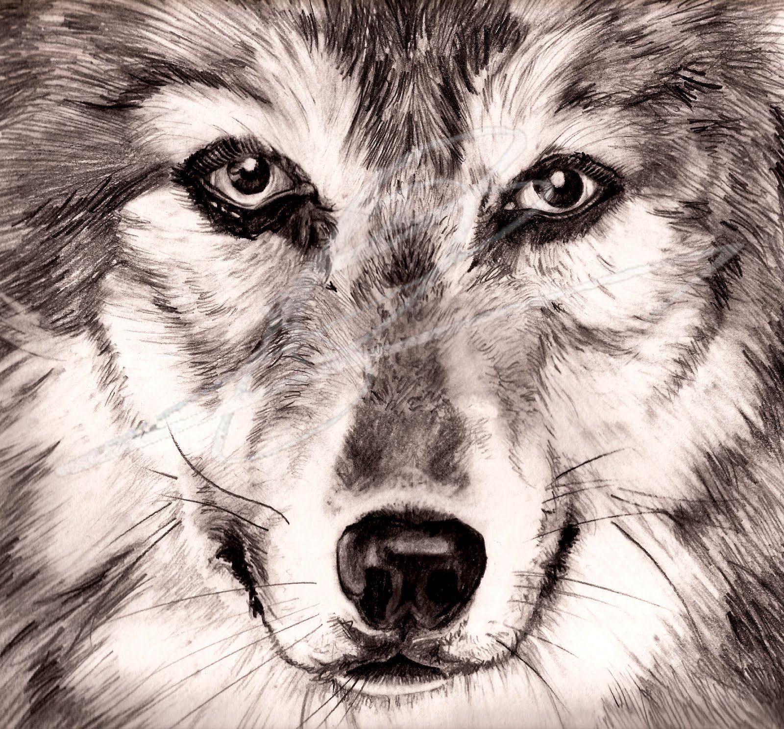 Слово wolf. E Wolf.