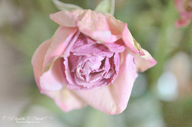 Rose Of Yesterday Photo by @elizafaye57