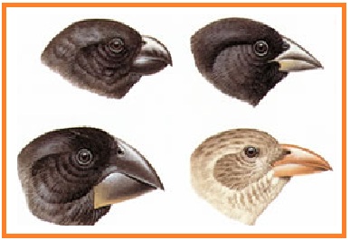 gambar adaptasi morfologi pada hewan 