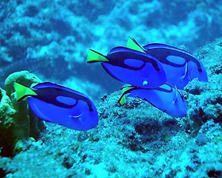 Life Of Sea Life Of Blue Tang