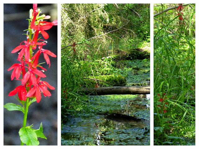 Ccharleston Lake Provincial Park, Kanada - Shoreline Centennial Trail Lobelia Cardinalis, rote Wildblumen bluehen hier entlang des sumpfigen Creeks