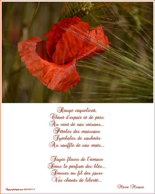 Au pays des images et des mots Brindilles poétiques...Rouge coquelicot...
