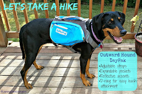 Doberman Puppy wearing a dog backpack