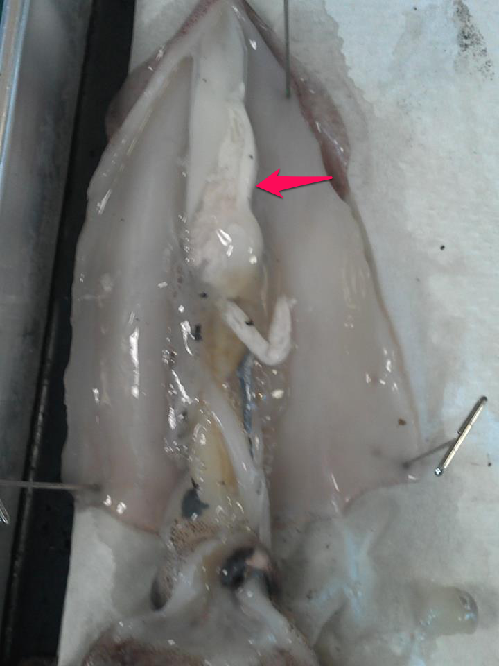 Josh's Biology Blog Squid Dissection!
