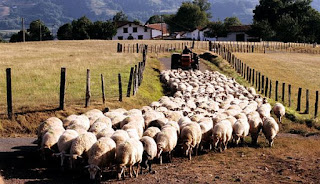 Don't follow the herd and deploy low friction marketing. To be remarkable and effective, it's essential that your marketing stays clear of all trend noise and lands precisely over the fundamental human nature. image of farmer following a herd of sheep.