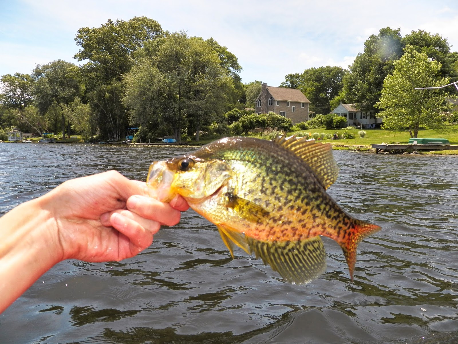Connecticut Fly Angler Great Hill Pond