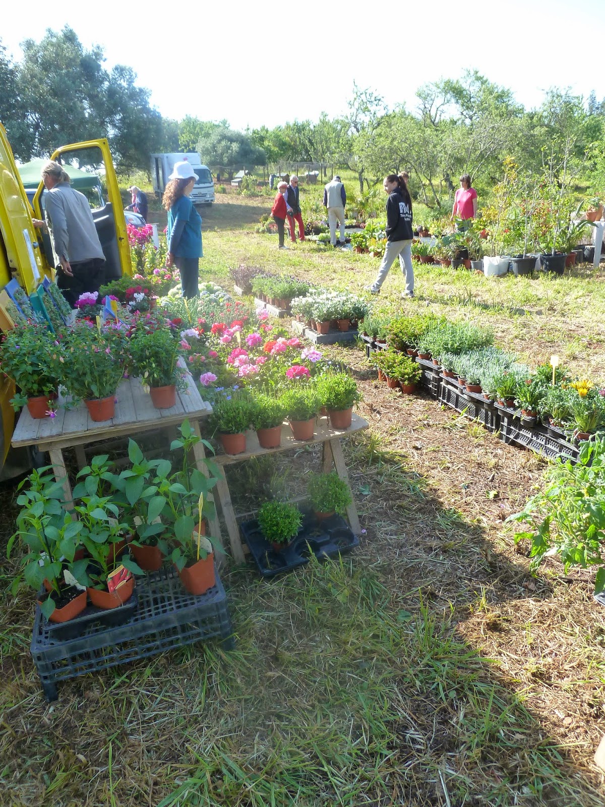 Spring Planting Event Report on first Spring Plant Fair April 2015 - Mediterranean Gardening ...